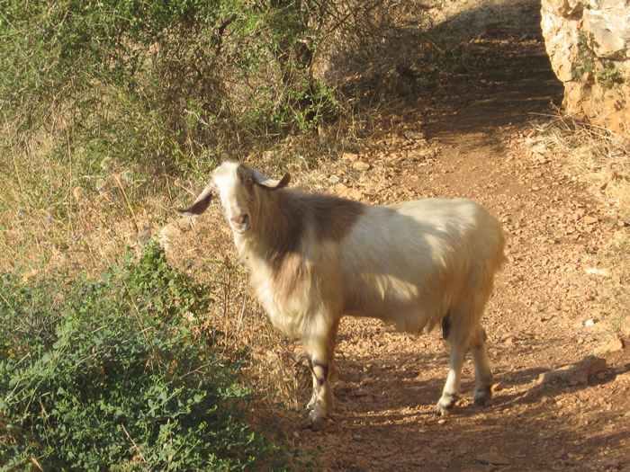 Goat on Arbel by Sea of Galilee