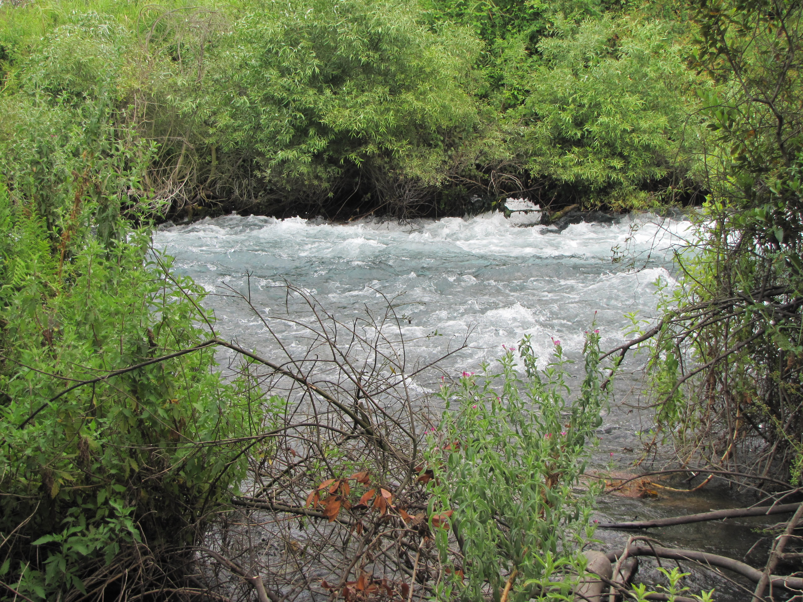 Dan Water Springs