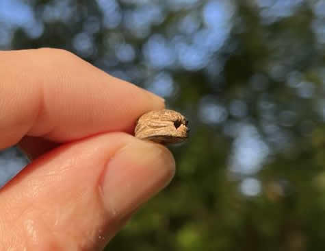 1570 1075 BC Egyptian Scarab two crocodiles head to tail Mouth Suspension Hole