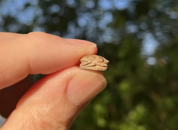 1570 1075 BC Egyptian Scarab two crocodiles head to tail Side View Wings Legs