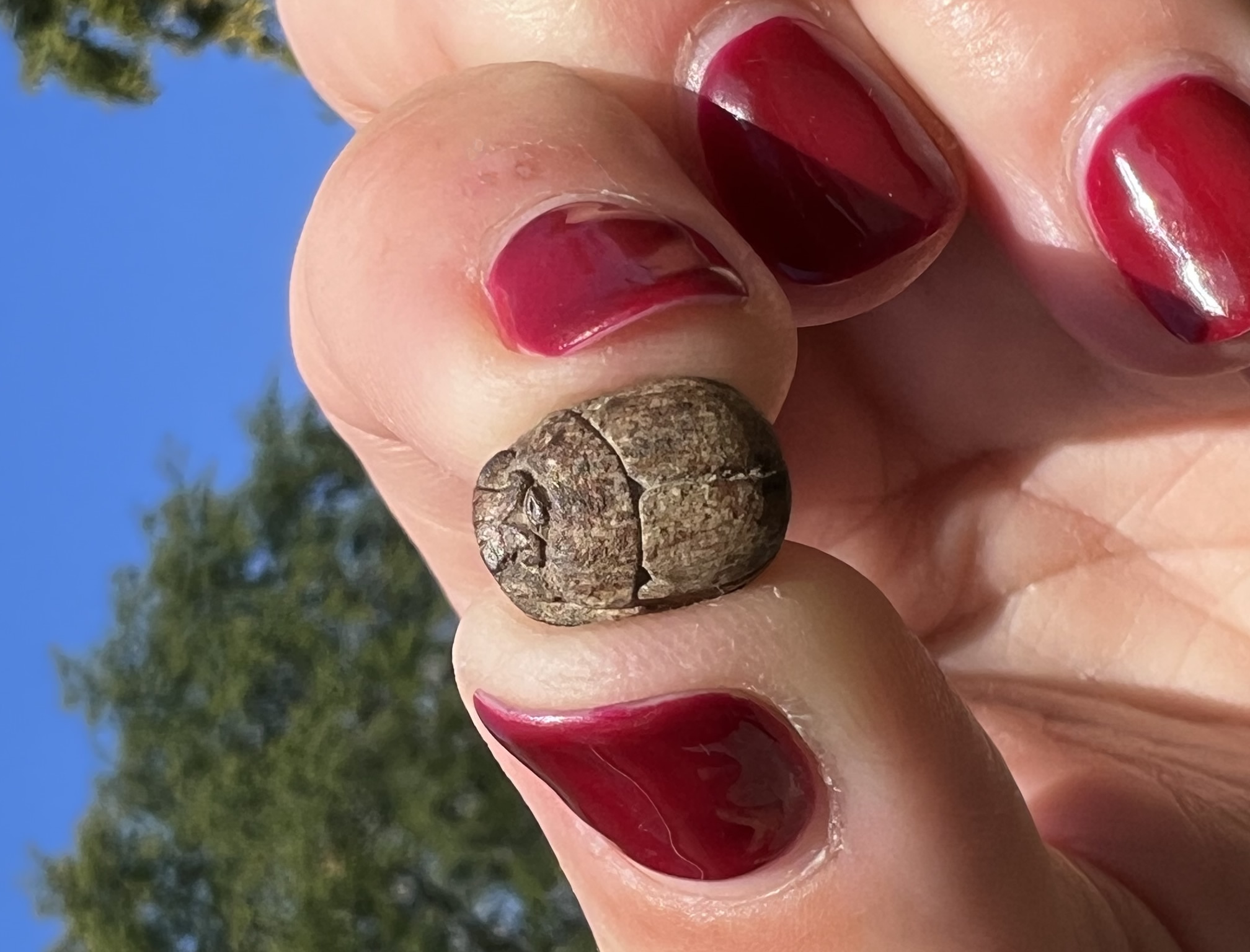 1570 1075 BC Egyptian Scarab two crocodiles head to tail Top View 2