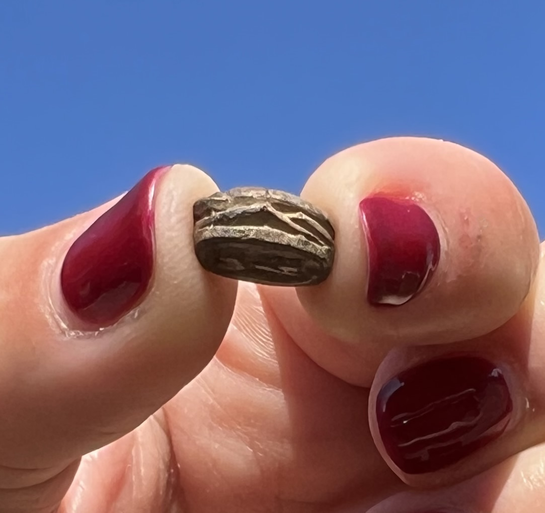 1570 1075 BC Egyptian Scarab two crocodiles head to tail side view